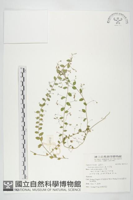 土丁桂藏品圖，第1張