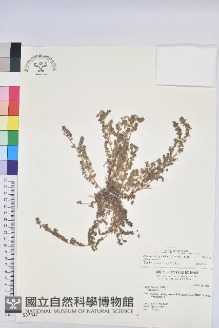 千根草藏品圖，第1張