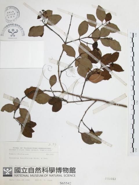 小葉赤楠藏品圖，第1張