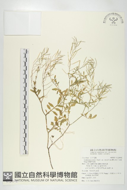 台灣碎米薺藏品圖，第1張