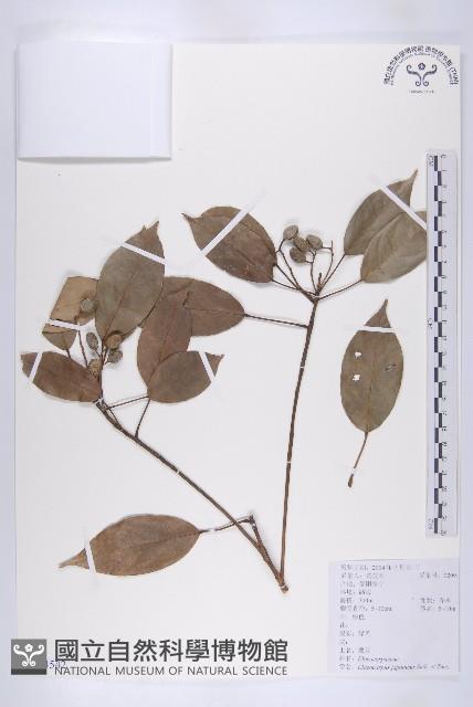 薯豆藏品圖，第1張