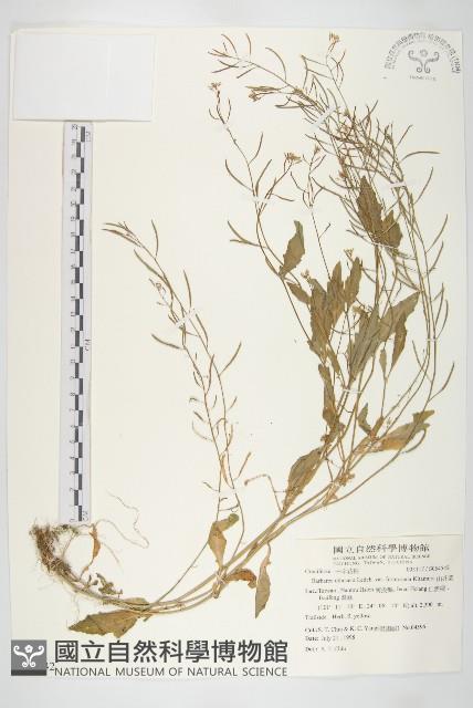 山芥菜藏品圖，第1張