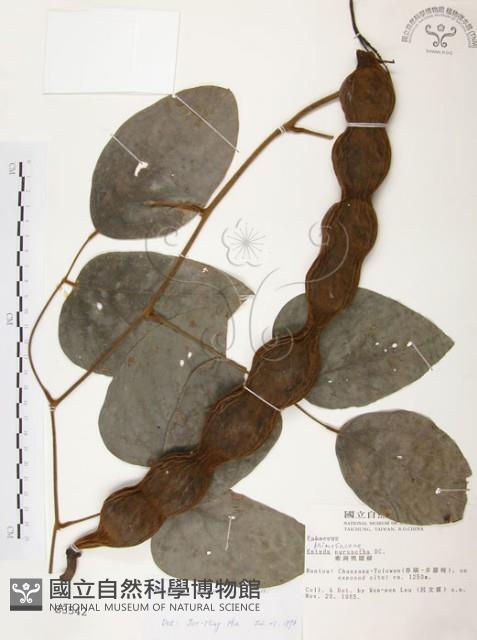 血藤、青山籠藏品圖，第1張