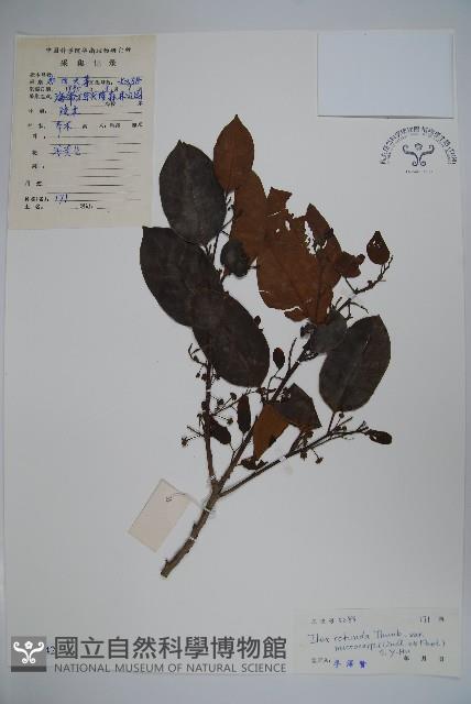 細果鐵冬青藏品圖，第1張