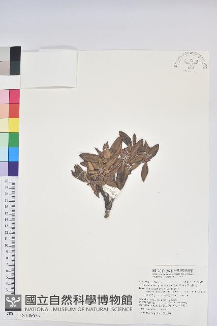 玉山杜鵑藏品圖，第1張