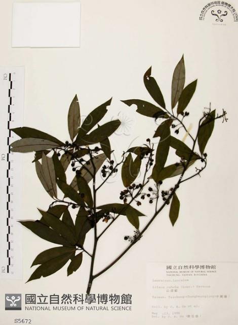 山胡椒藏品圖，第1張