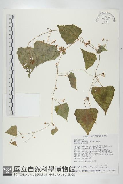 黑果馬交兒藏品圖，第1張