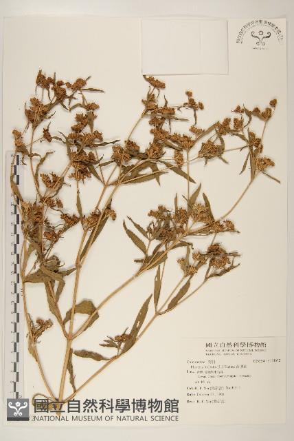 黃頂菊藏品圖，第1張