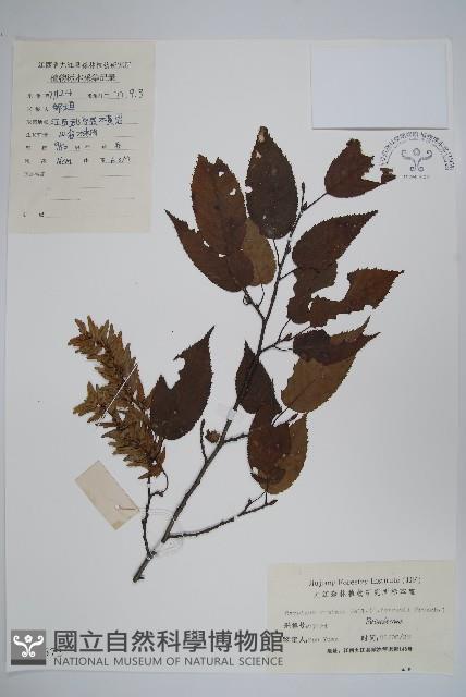 雷公鵝耳櫪藏品圖，第1張