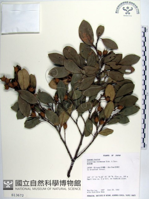 蚊母樹藏品圖，第1張