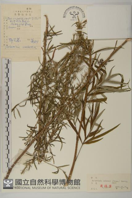 野艾蒿藏品圖，第1張