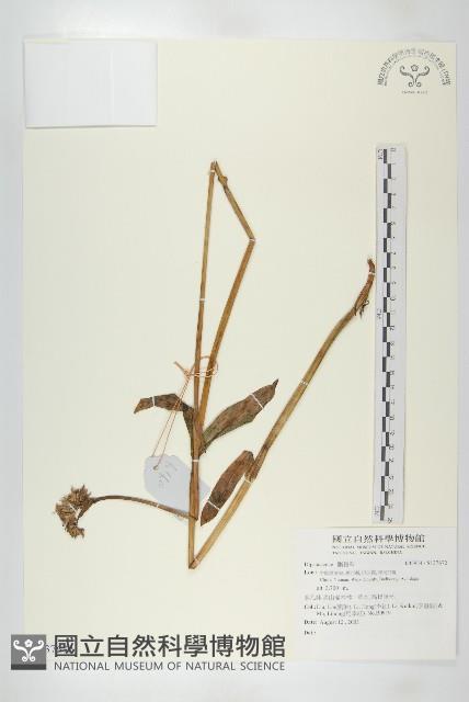 登錄號:S137672藏品圖，第1張