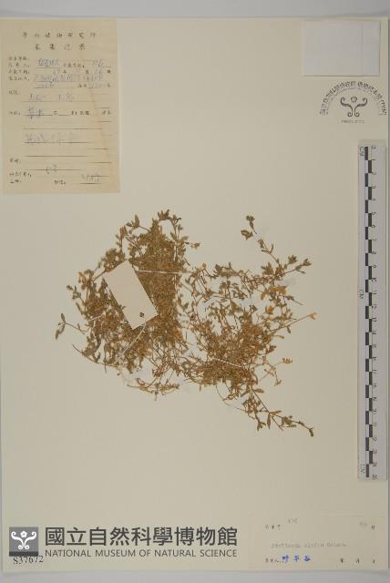 雀舌草藏品圖，第1張