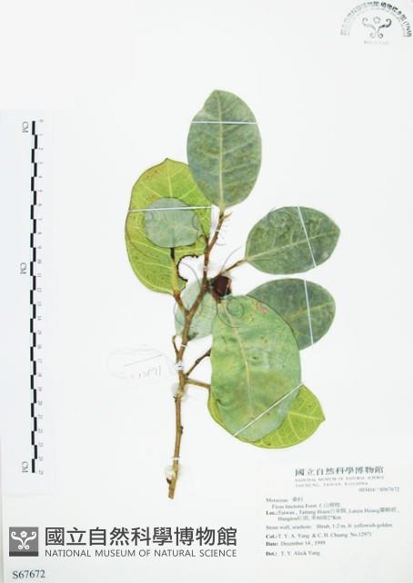 山豬枷藏品圖，第1張