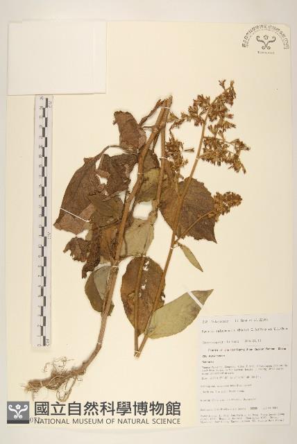 腺毛尾藥菊藏品圖，第1張