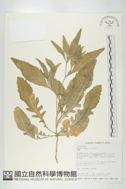 葶藶藏品圖，第1張