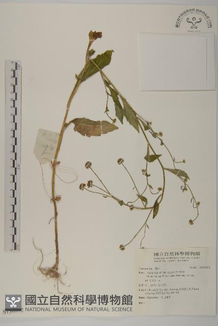 登錄號:S136072藏品圖，第1張