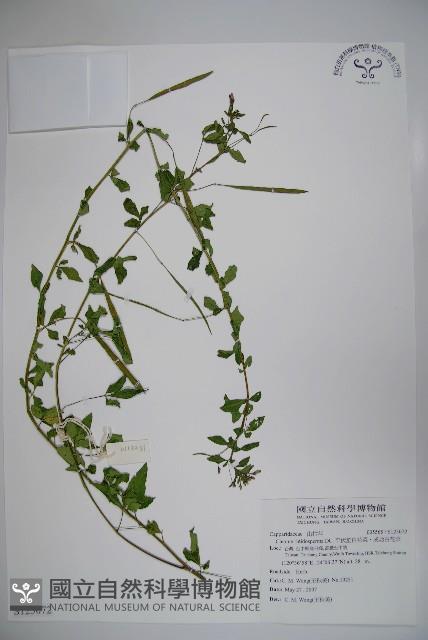 平伏莖白花菜、成功白花菜藏品圖，第1張