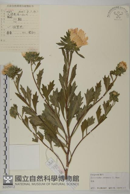 翠菊藏品圖，第1張