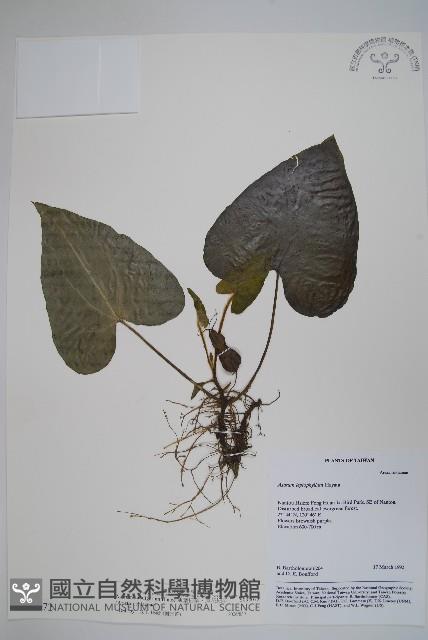 薄葉細辛、尾花細辛藏品圖，第1張