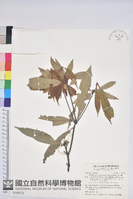 捲斗櫟藏品圖，第1張