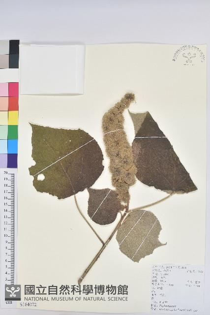 白背葉藏品圖，第1張