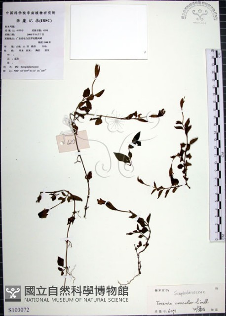 倒地蜈蚣藏品圖，第1張