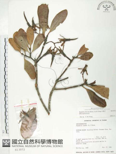 水筆仔藏品圖，第1張