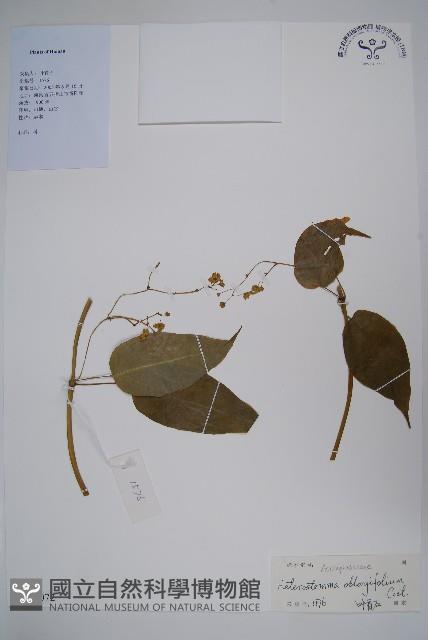 催乳藤藏品圖，第1張