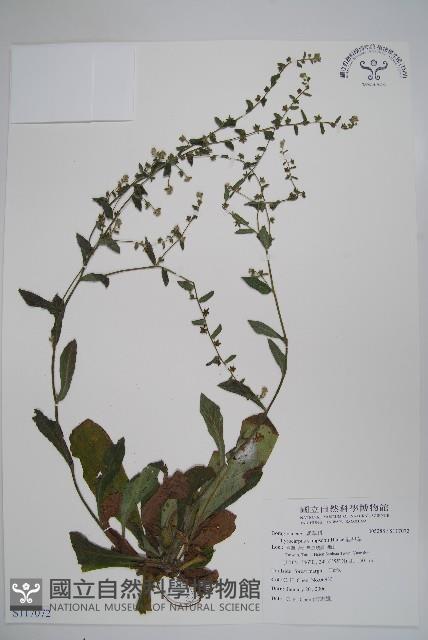 盾果草藏品圖，第1張