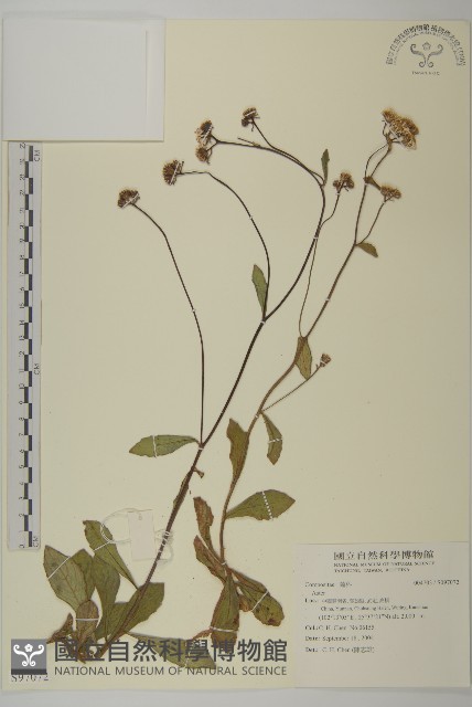 登錄號:S097072藏品圖，第1張