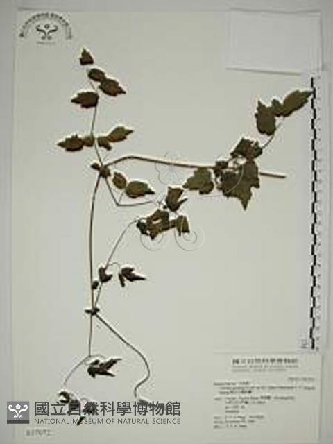 梨山小蓑衣藤藏品圖，第1張