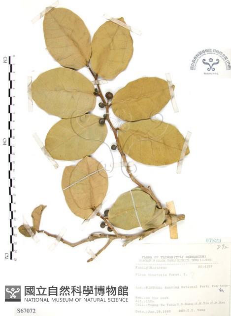 山豬枷藏品圖，第1張