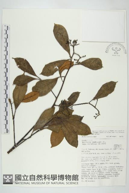 登錄號:S047072藏品圖，第1張