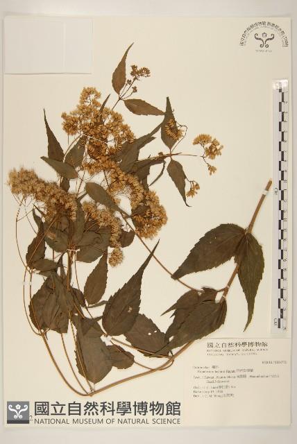 田代氏澤蘭藏品圖，第1張