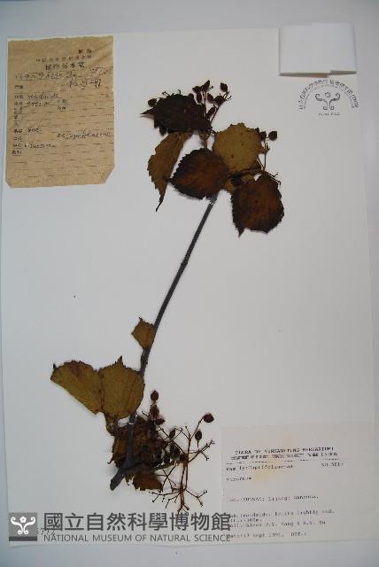 登錄號:S025772藏品圖，第1張