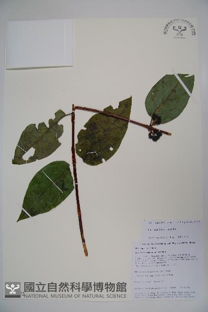 裡白忍冬、紅腺忍冬藏品圖，第1張