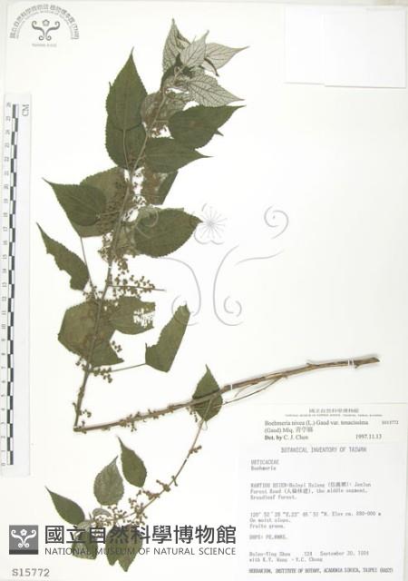 青苧麻藏品圖，第1張