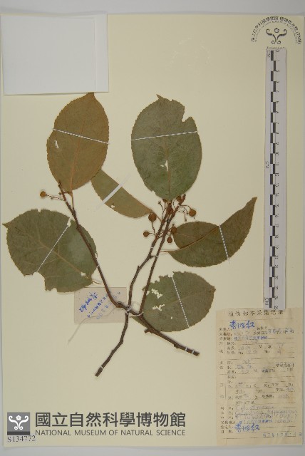 粉背南蛇藤藏品圖，第1張