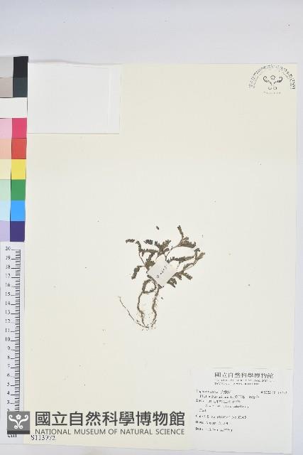 葉下珠、珠仔草藏品圖，第1張