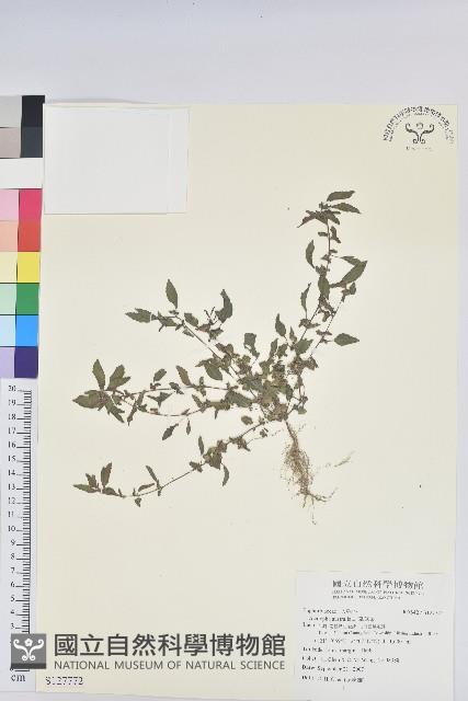 鐵莧菜藏品圖，第1張