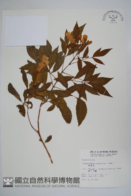 黃鐘花藏品圖，第1張