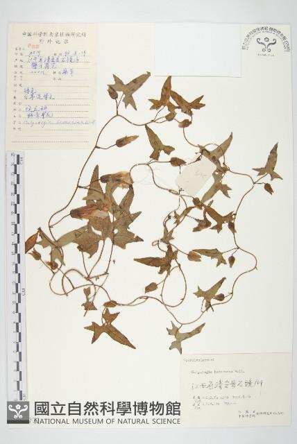 打碗花藏品圖，第1張