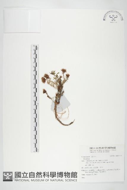 登錄號:S137772藏品圖，第1張