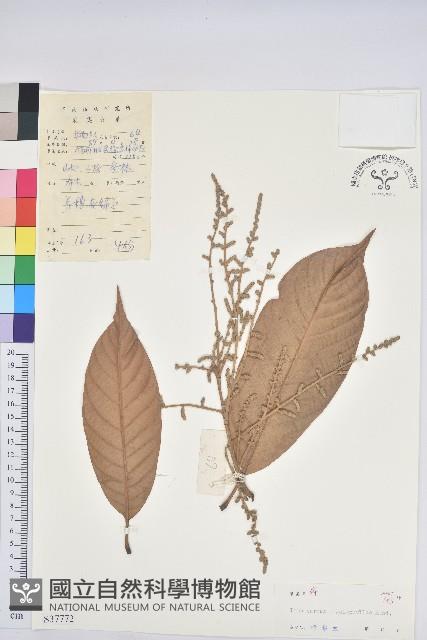 大葉柯藏品圖，第1張