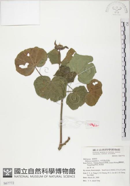 山芙蓉、臺灣山芙蓉、狗頭芙蓉藏品圖，第1張