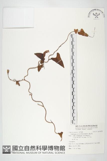 濱旋花藏品圖，第1張