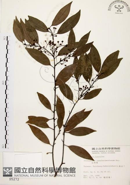 山肉桂、台灣肉桂藏品圖，第1張