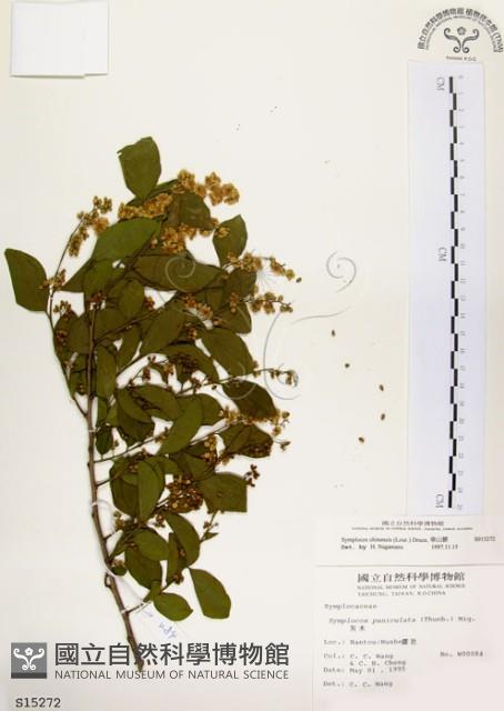 灰木藏品圖，第1張