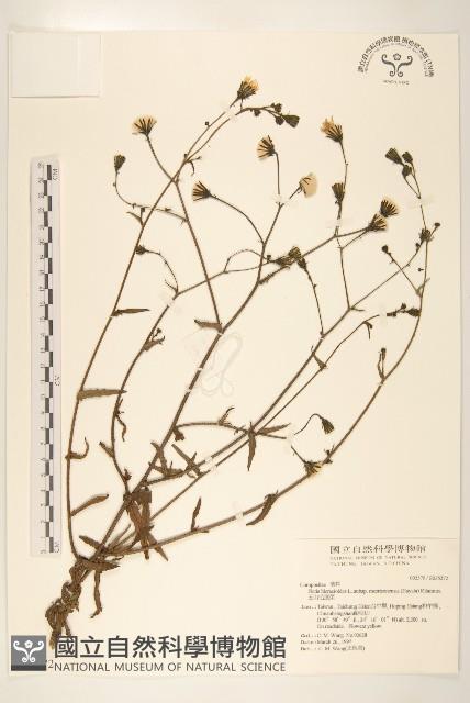 玉山毛蓮菜藏品圖，第1張